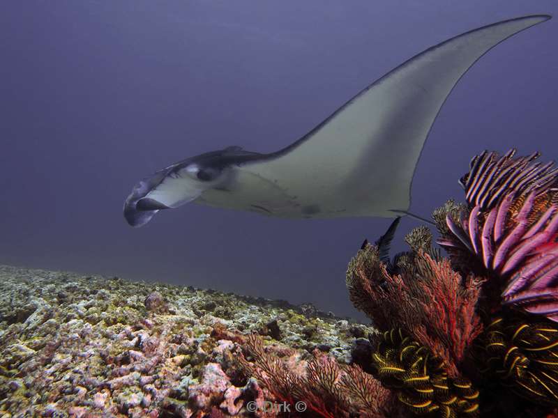 diving flores komodo