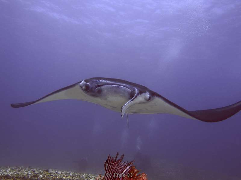 diving flores komodo