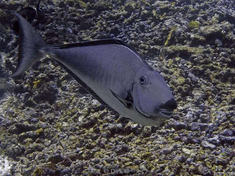 diving flores komodo