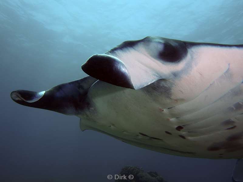 diving flores komodo