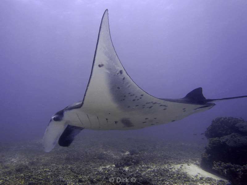 diving flores komodo