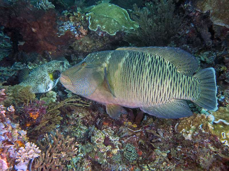 diving flores komodo