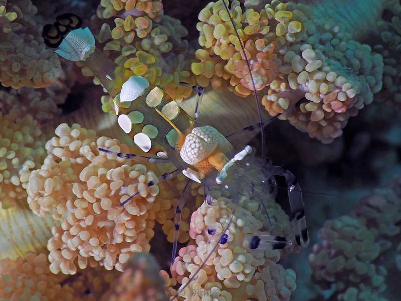 diving flores komodo