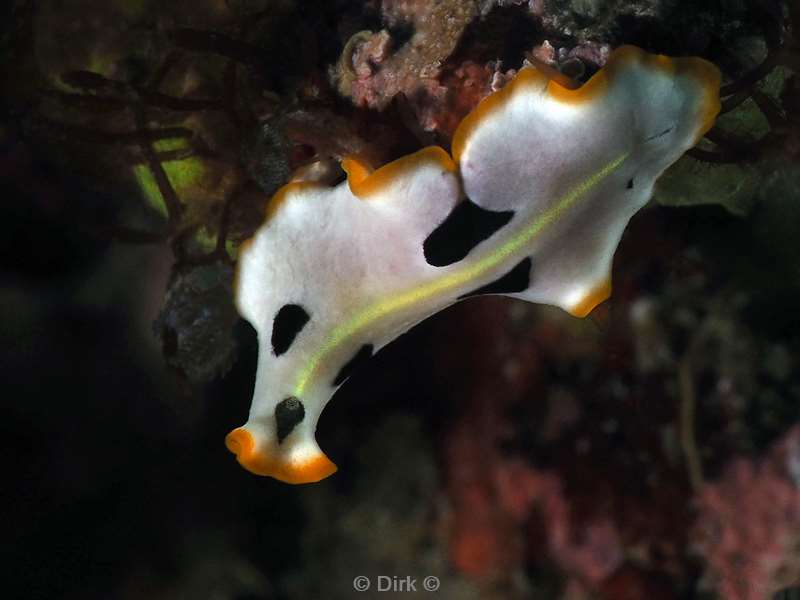 diving flores komodo