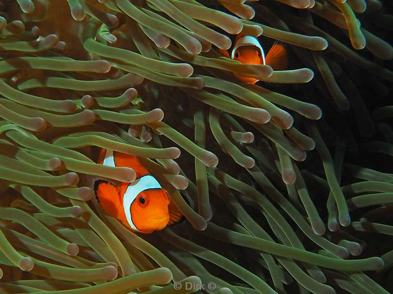 diving flores komodo