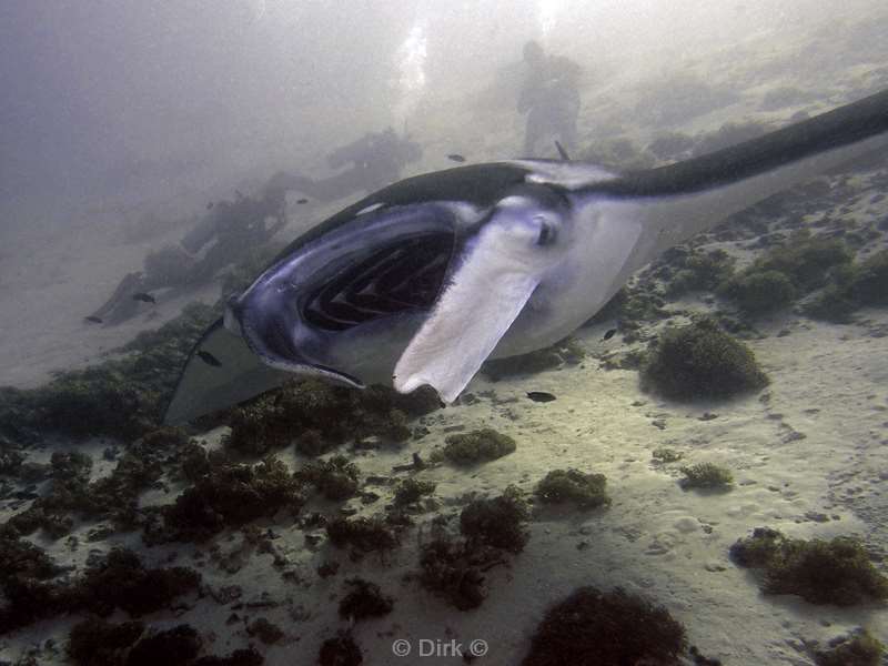 diving flores komodo