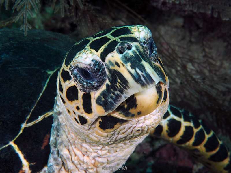 diving flores komodo