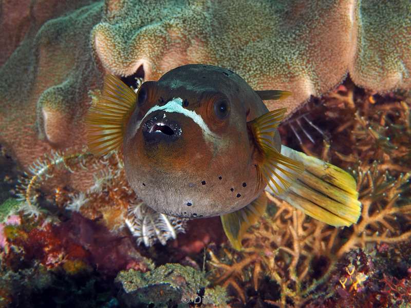 diving flores komodo