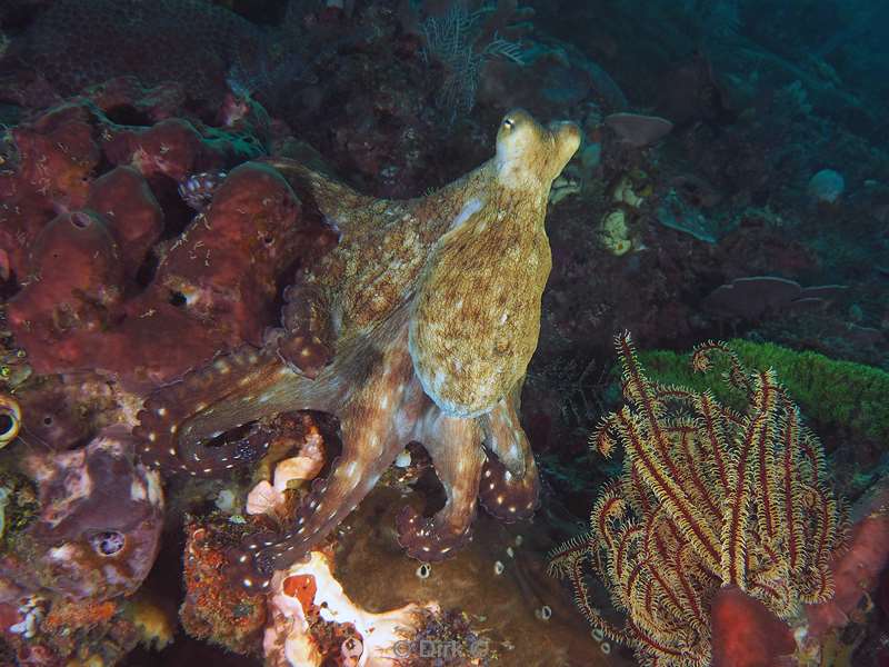 diving flores komodo