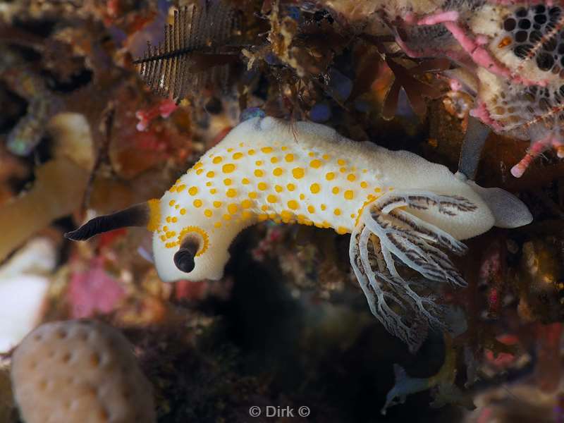 diving flores komodo