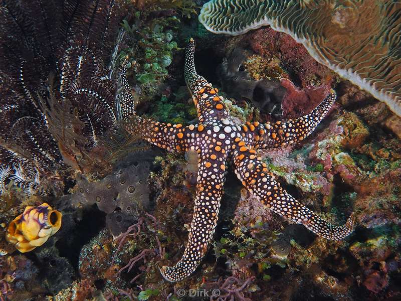 diving flores komodo