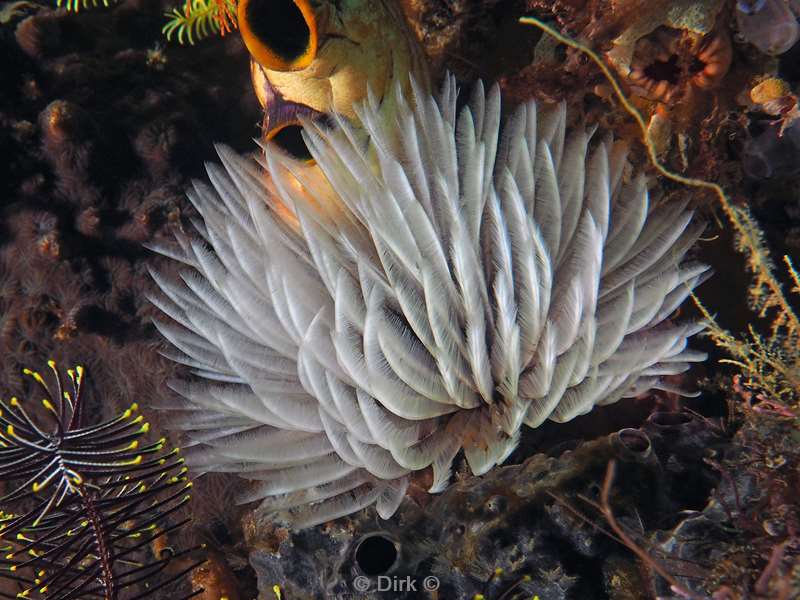 diving flores komodo