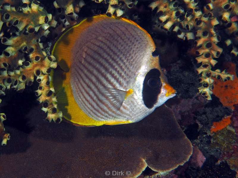 diving flores komodo