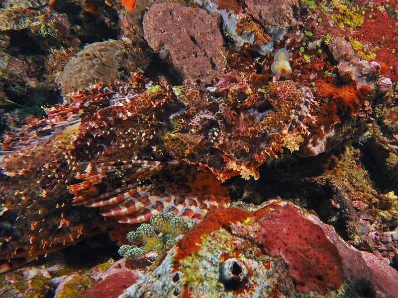 diving flores komodo