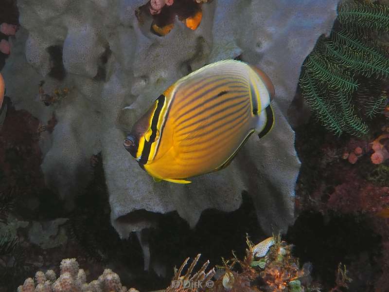 diving flores komodo