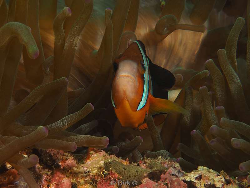 diving flores komodo