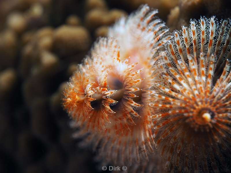 diving flores komodo