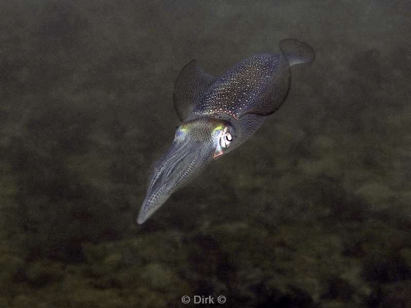 diving flores komodo