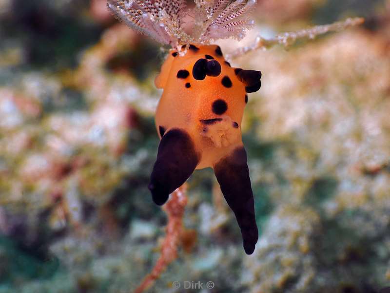 diving flores komodo