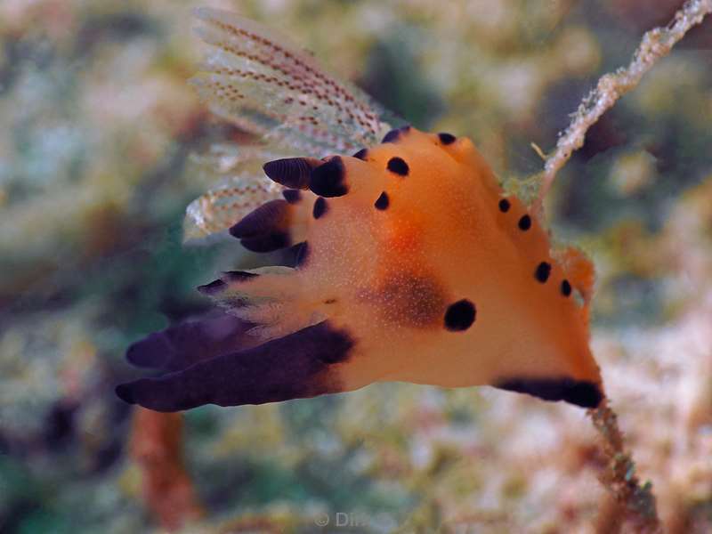 diving flores komodo