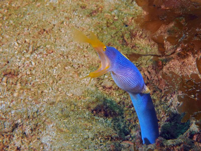 diving flores komodo