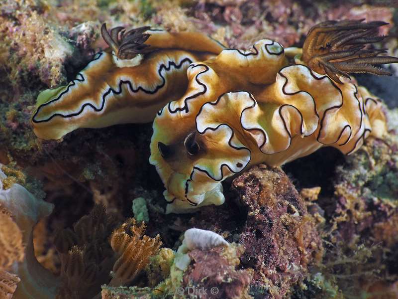 diving flores komodo