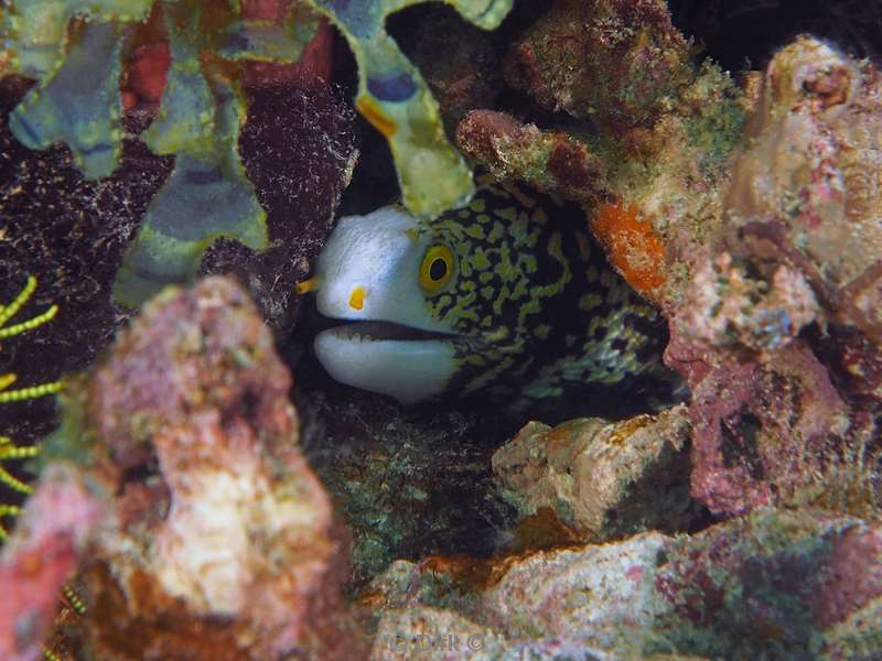 diving flores komodo