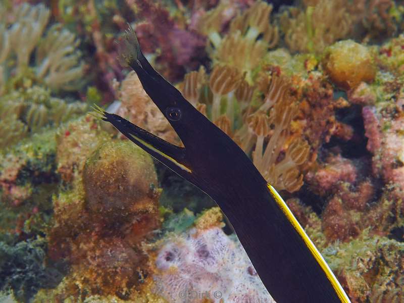 diving flores komodo