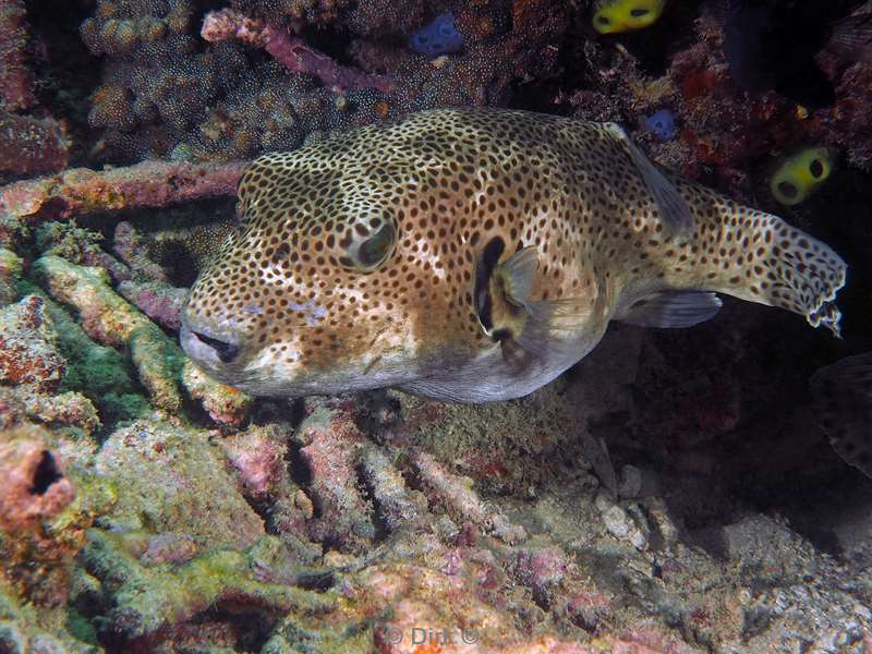 diving flores komodo