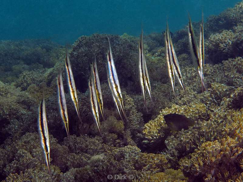 duiken flores komodo