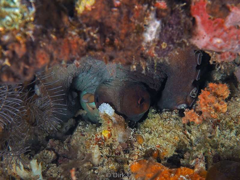 diving flores komodo