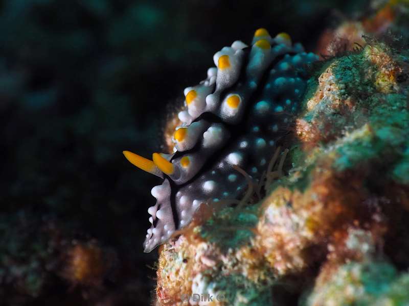 diving flores komodo