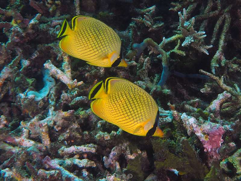 diving flores komodo