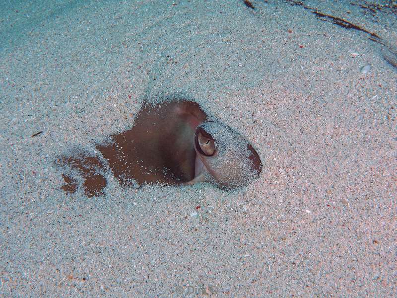 diving flores komodo