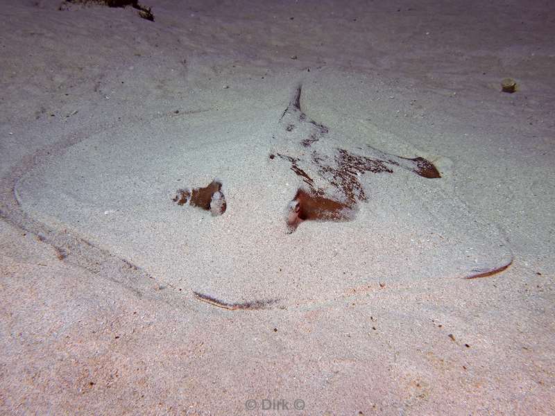 diving flores komodo