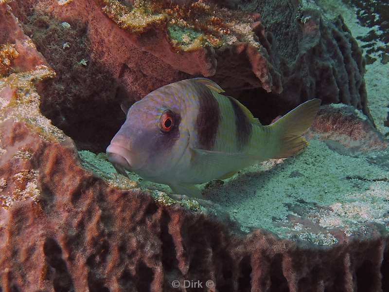 diving flores komodo