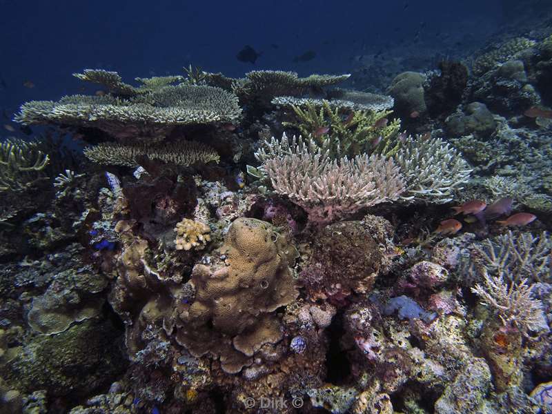 diving flores komodo