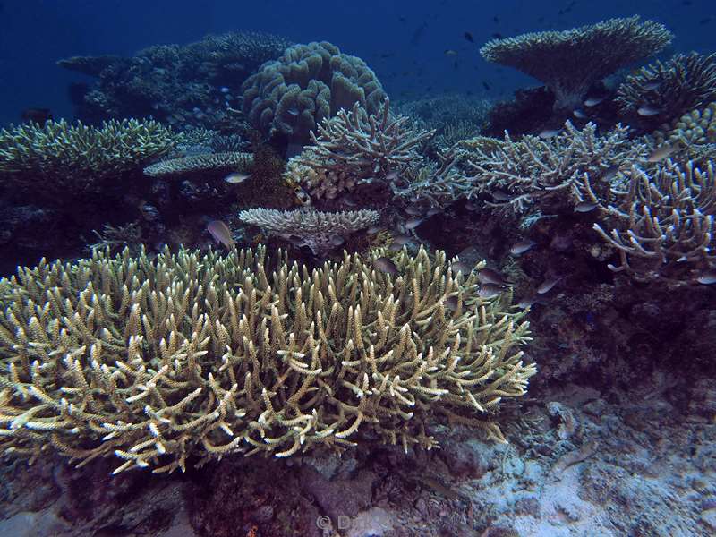 diving flores komodo