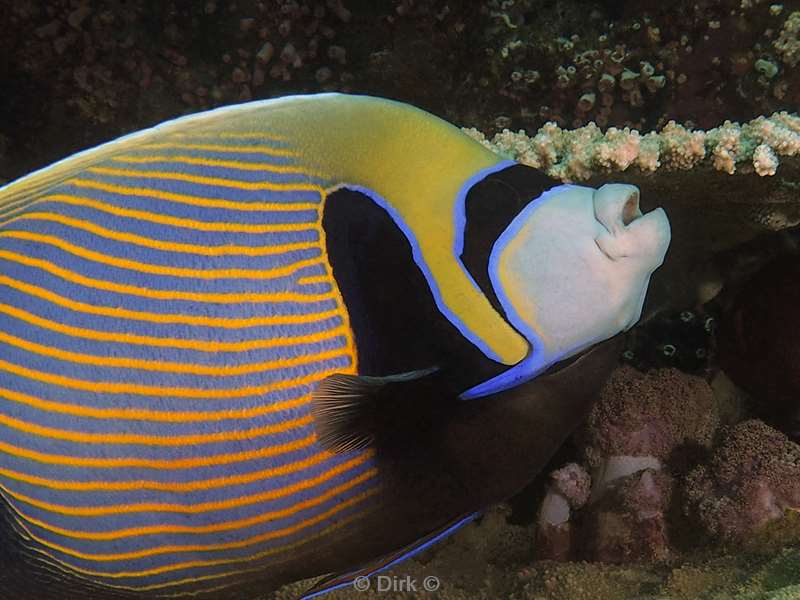 diving flores komodo