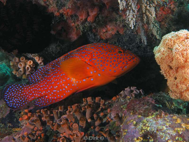 diving flores komodo