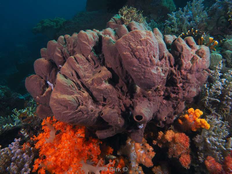 diving flores komodo