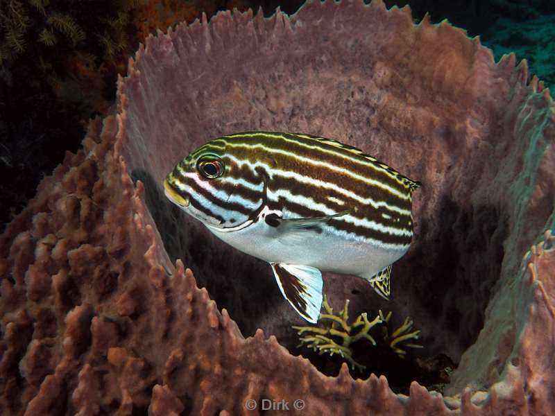 diving flores komodo