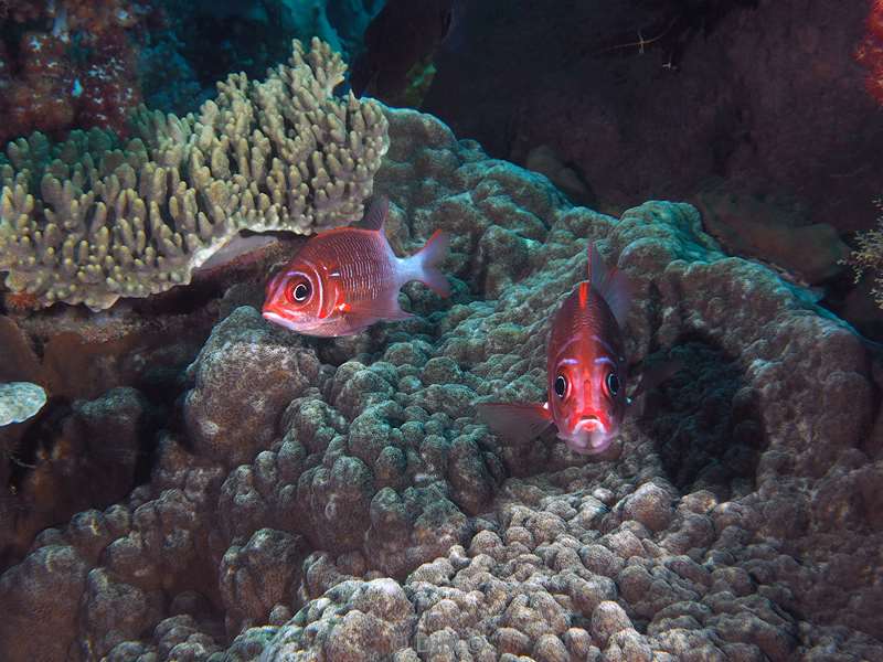 diving flores komodo