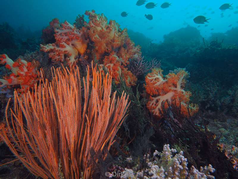 diving flores komodo