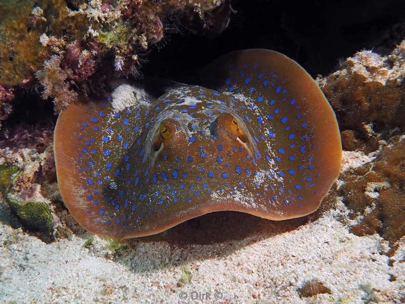 diving flores komodo