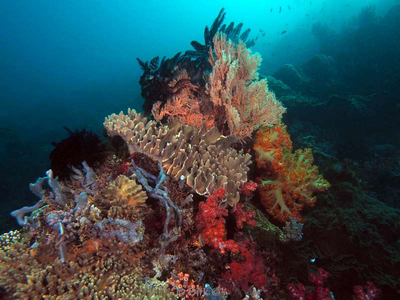 diving flores komodo