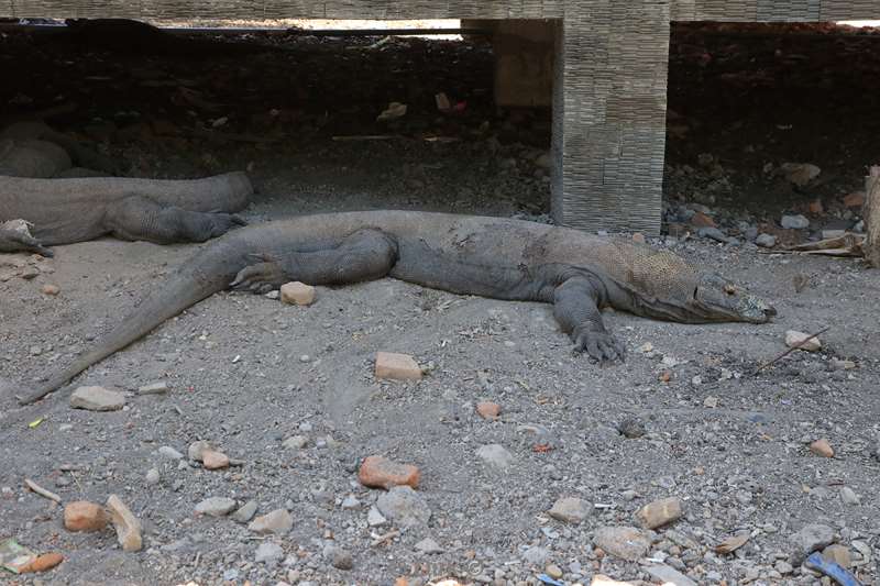 rinca island komodovaraan