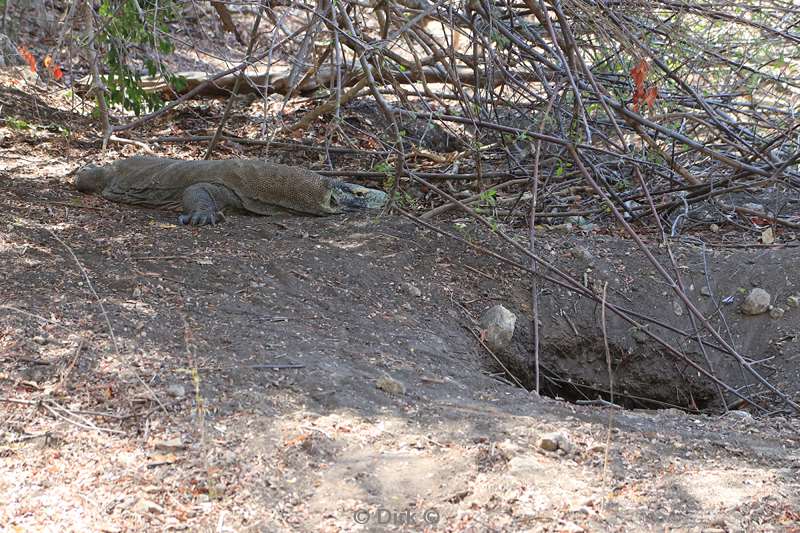 rinca island komodovaraan