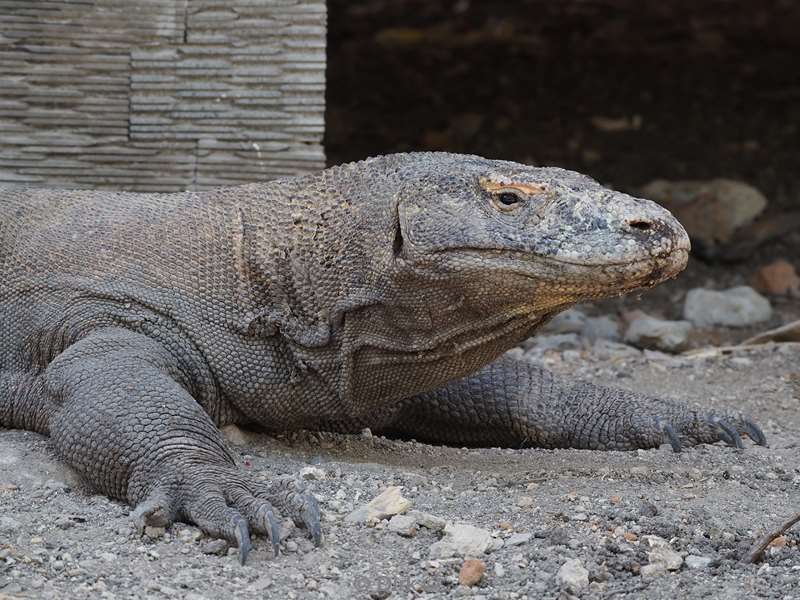 rinca island komodovaraan