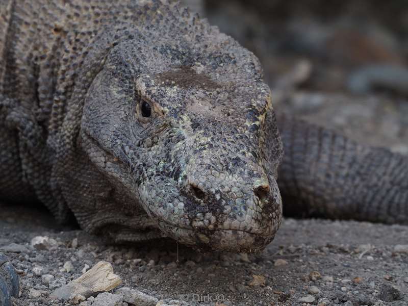 rinca island komodo dragon